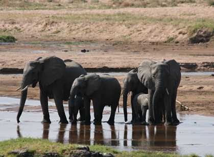 Ruaha National Park